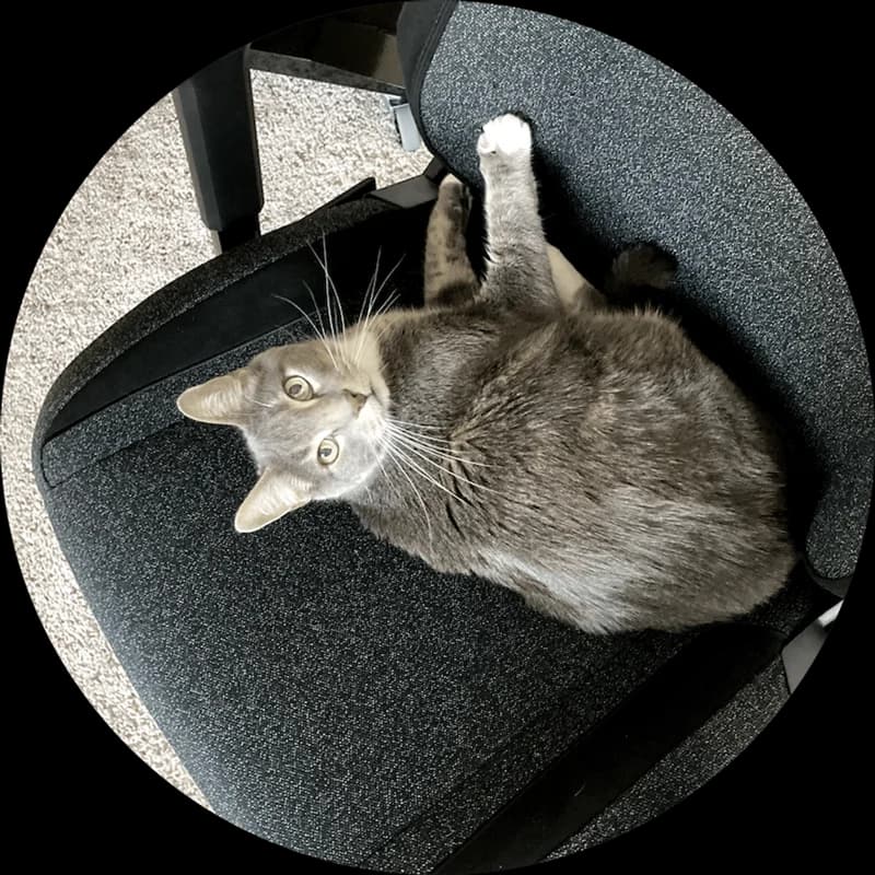 Gray cat curled up on an office chair